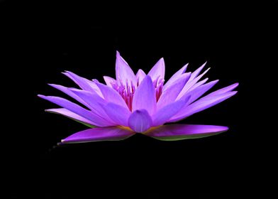 Pink Lotus