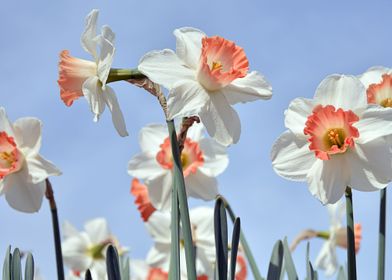 Daffodil flowers 