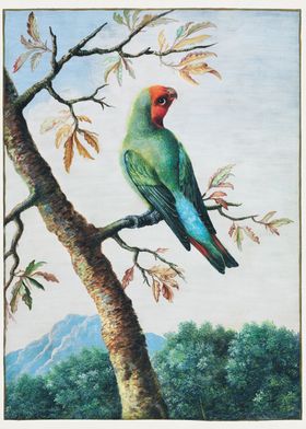 Bird Study painting 1750