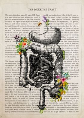 Digestive Tract Anatomy