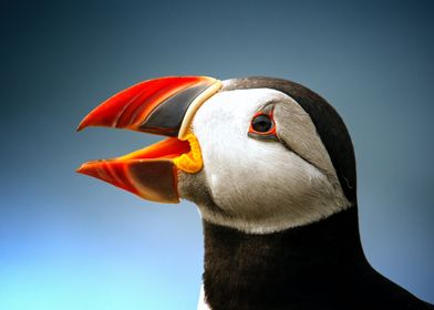 atlantic puffin