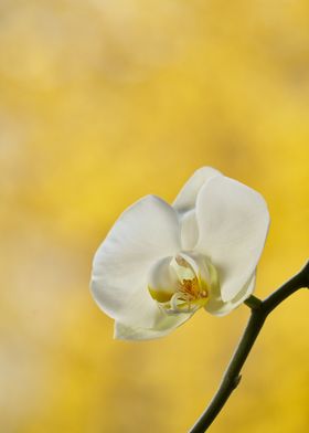 Single white Cherry Blossm