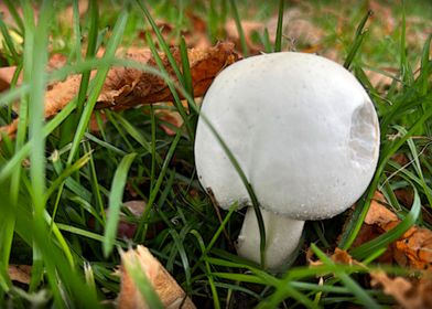 A bitten mushroom