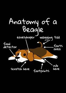 Anatomy Of A Beagle