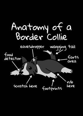 Anatomy Of A Border Collie