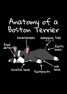 Boston Terrier Anatomy 