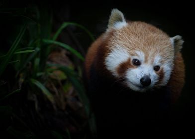 Little red panda in zoo