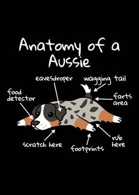 Anatomy Of An Aussie Dog