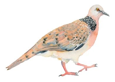 Spotted Dove watercolour