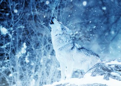 wolf snow