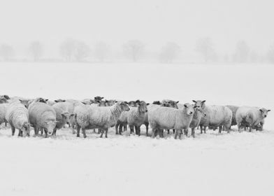 snow sheep