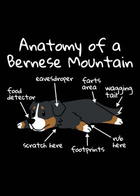 Bernese Mountain Anatomy