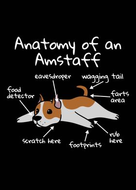 Anatomy Of An Amstaff Dog