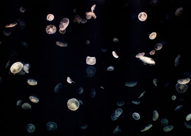 jellyfish dream night