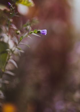 Autumn flower