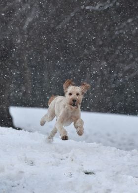 Terrier running in snow