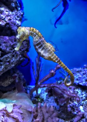 a horse from underwater