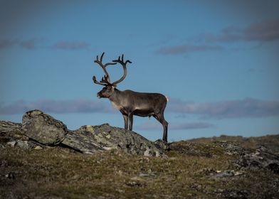 Reindeer Sweden