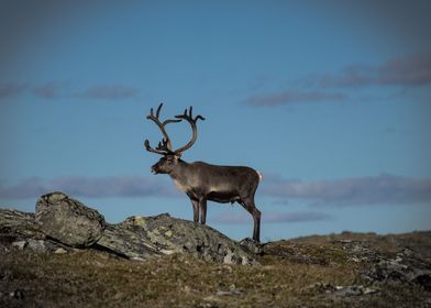 Reindeer Sweden