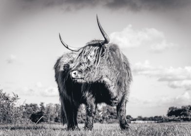 Highlander cow posing