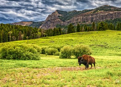 Bison in Yellowstone