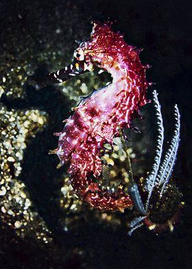 pink seahorse