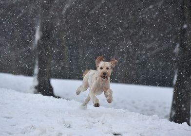 Terrier running in snow