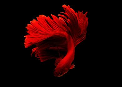 Beautiful Red Fish
