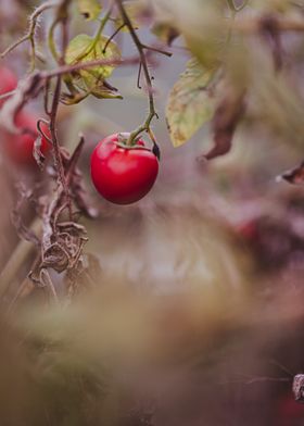 Tomatoes