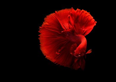 Beautiful Red Fish