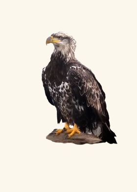 Eagle