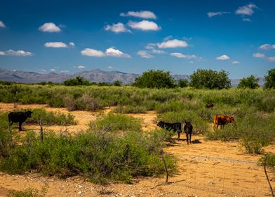 Criollo Cattle in Texas