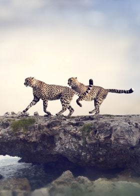 Two Cheetahs walking