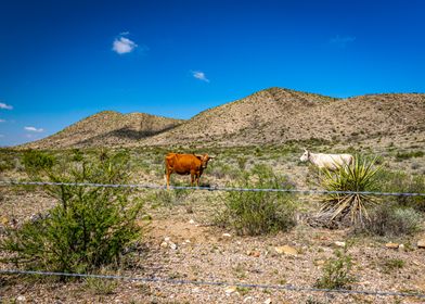 Criollo Cattle in Texas