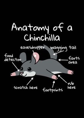 Anatomy Of A Chinchilla 