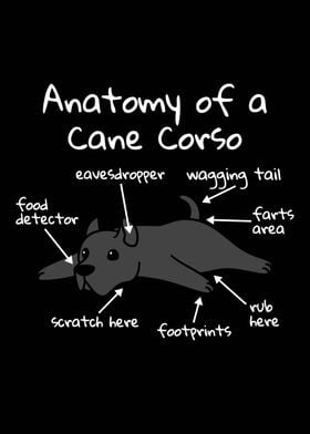 Cane Corso Anatomy 