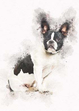 French bulldog