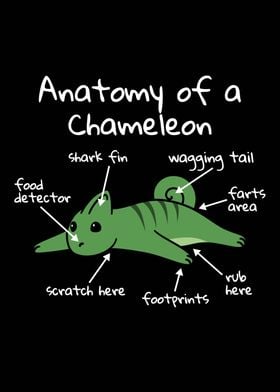 Chameleon Anatomy 