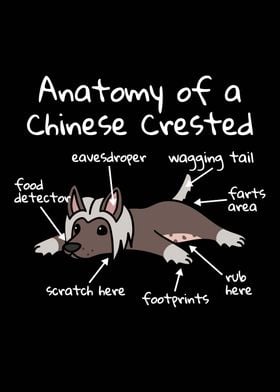 Chinese Crested Anatomy 