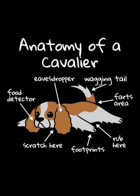 Cavalier Dog Anatomy