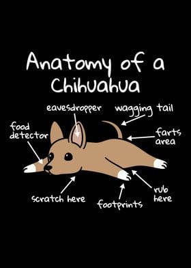 Anatomy Of A Chihuahua 