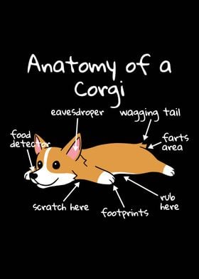 Anatomy Of A Corgi