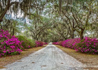 Azaleas and Spanish Moss