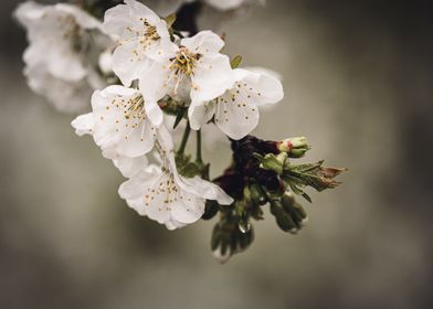 white flower