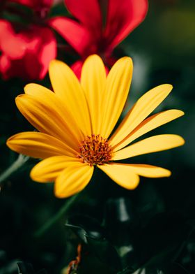 yellow flower