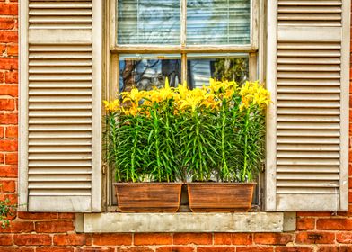 The Window Box