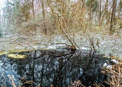 Cleary Road Swamp