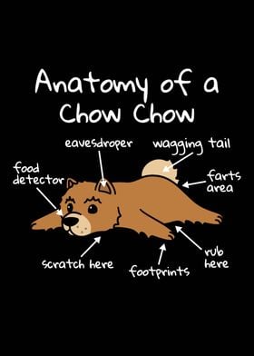 Anatomy Of A Chow Chow