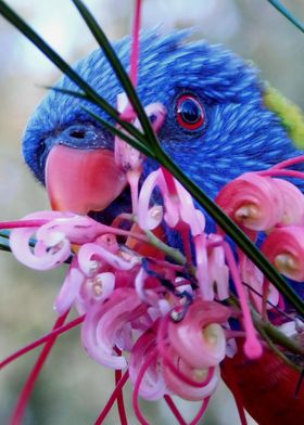 Rainbow Lorikeet Flowers