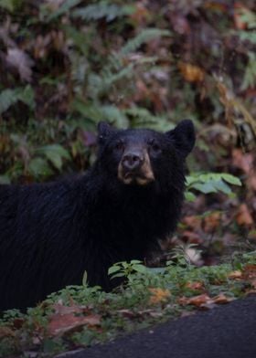 Black bear